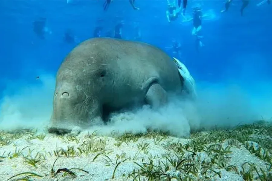 Abu-Dabab-Turtles-And-Dugongs