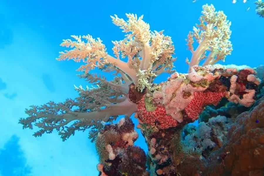 Coral-garden-Marsa-Alam